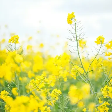 Profile image of 각별