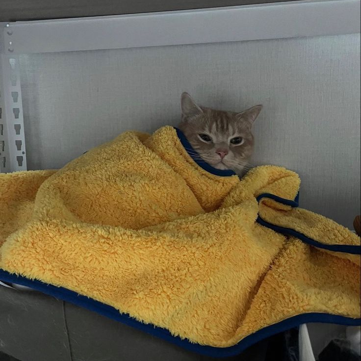 귀여우면 다냐ㅡㅡ 대표 이미지