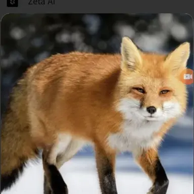 Profile image of 여우