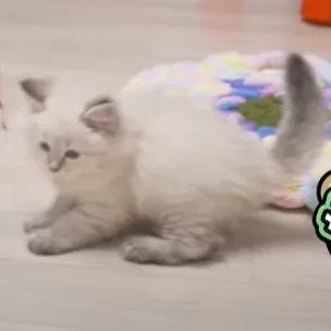 알렉산더