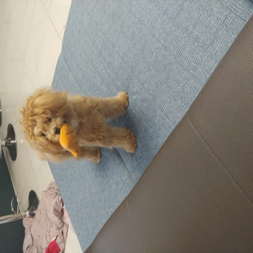 강아지