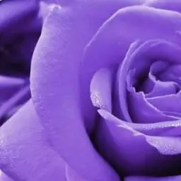 Profile image of 황수현