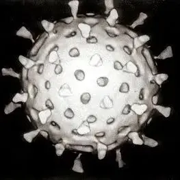Profile image of 로타 바이러스