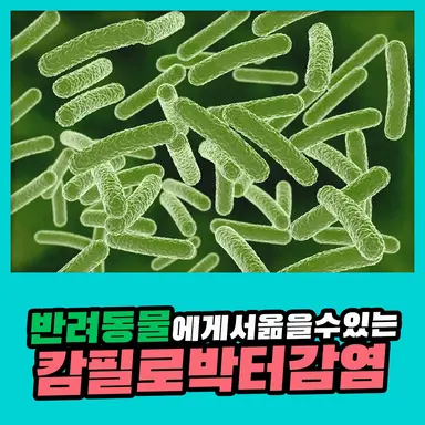 Profile image of 캄필로박터균