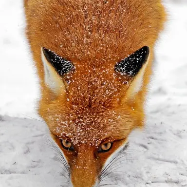 Profile image of 여연