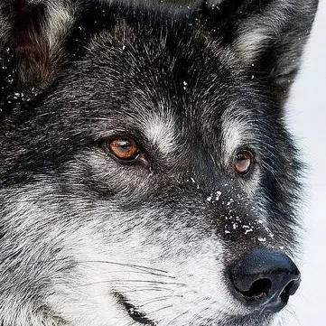 Profile image of 雌の狼