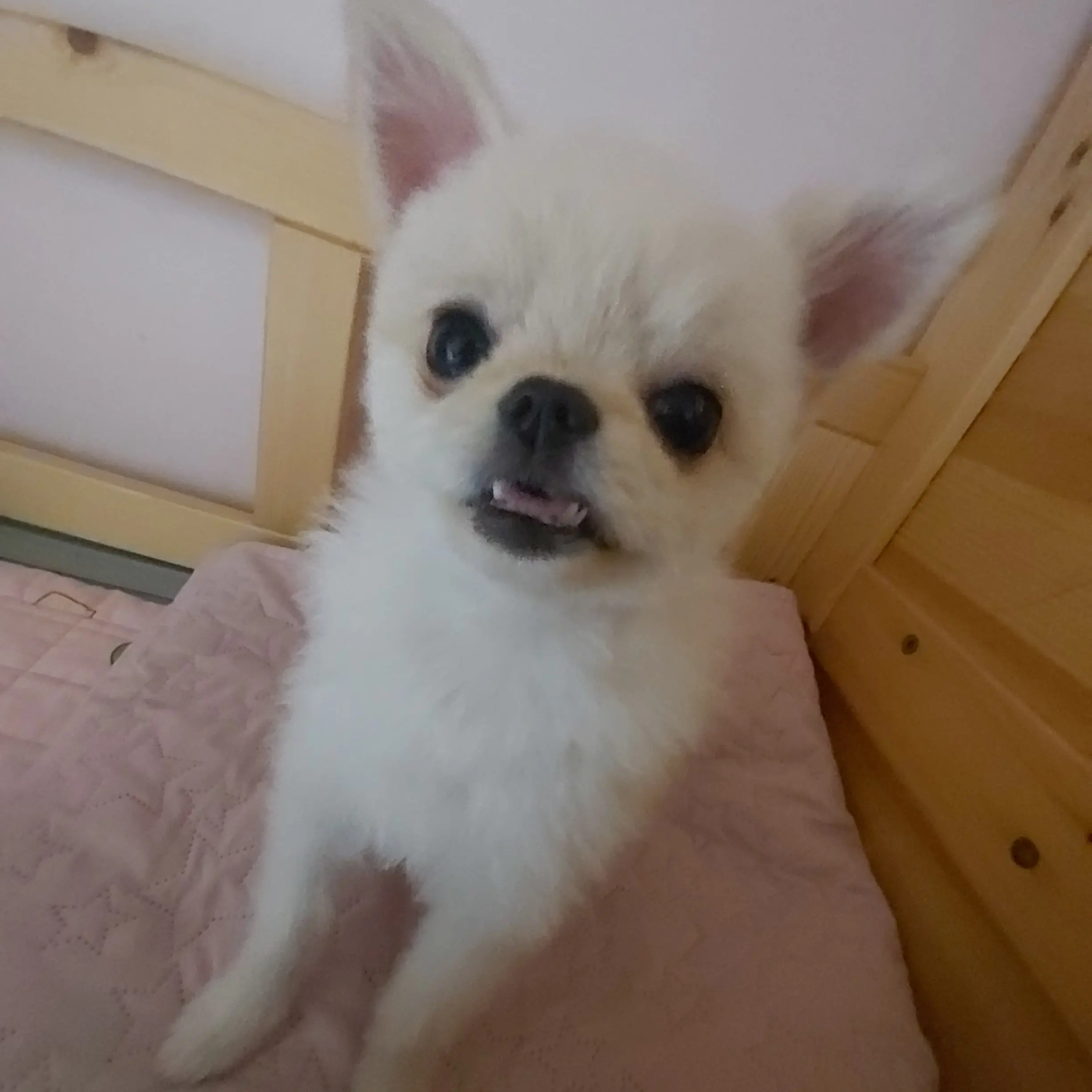 Euwuw의 시현이네 강아지 포동이