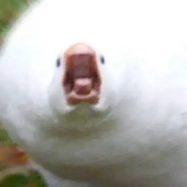 Profile image of Sasha