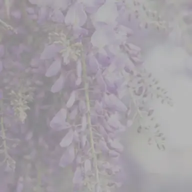 Profile image of 剣持