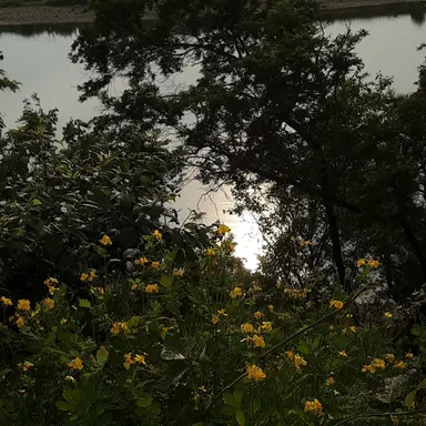 Profile image of 조우안신