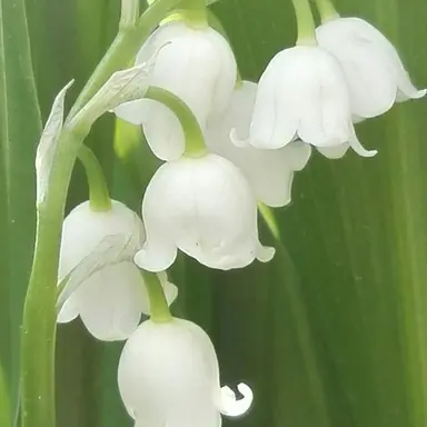 Profile image of ニクス