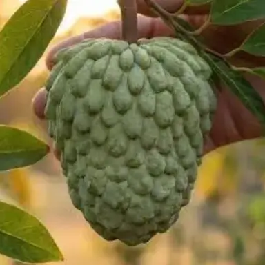 Profile image of 아테모야