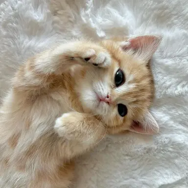 Profile image of 김설아