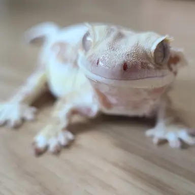 Profile image of 망고