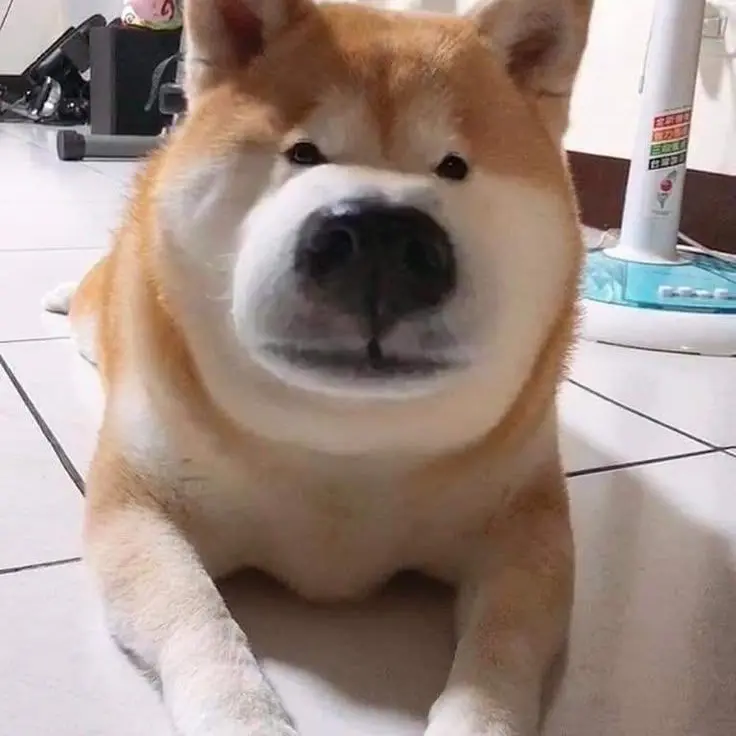 MeagerPig3690의 벌칙