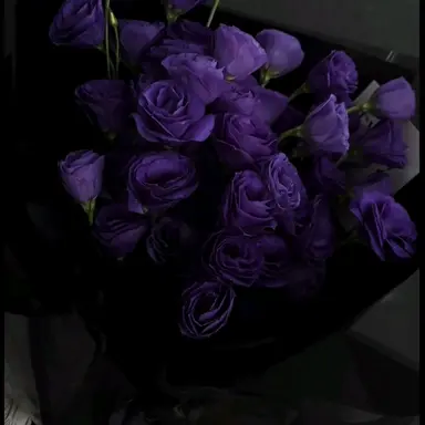 Profile image of 정 공룡