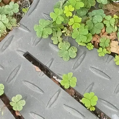 Profile image of 돈키호테