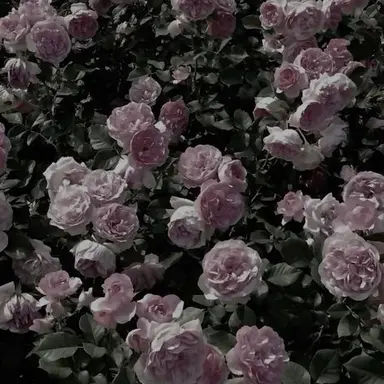 Profile image of のあ