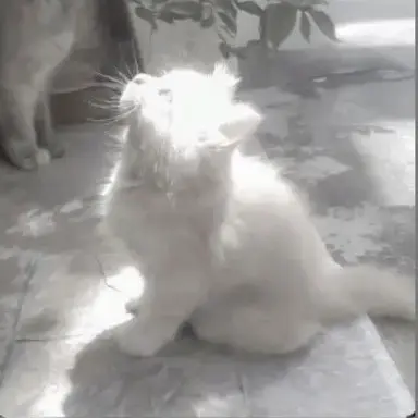 Profile image of どぬく