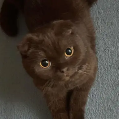 Profile image of 초코