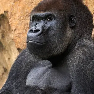 Profile image of ゴリラ