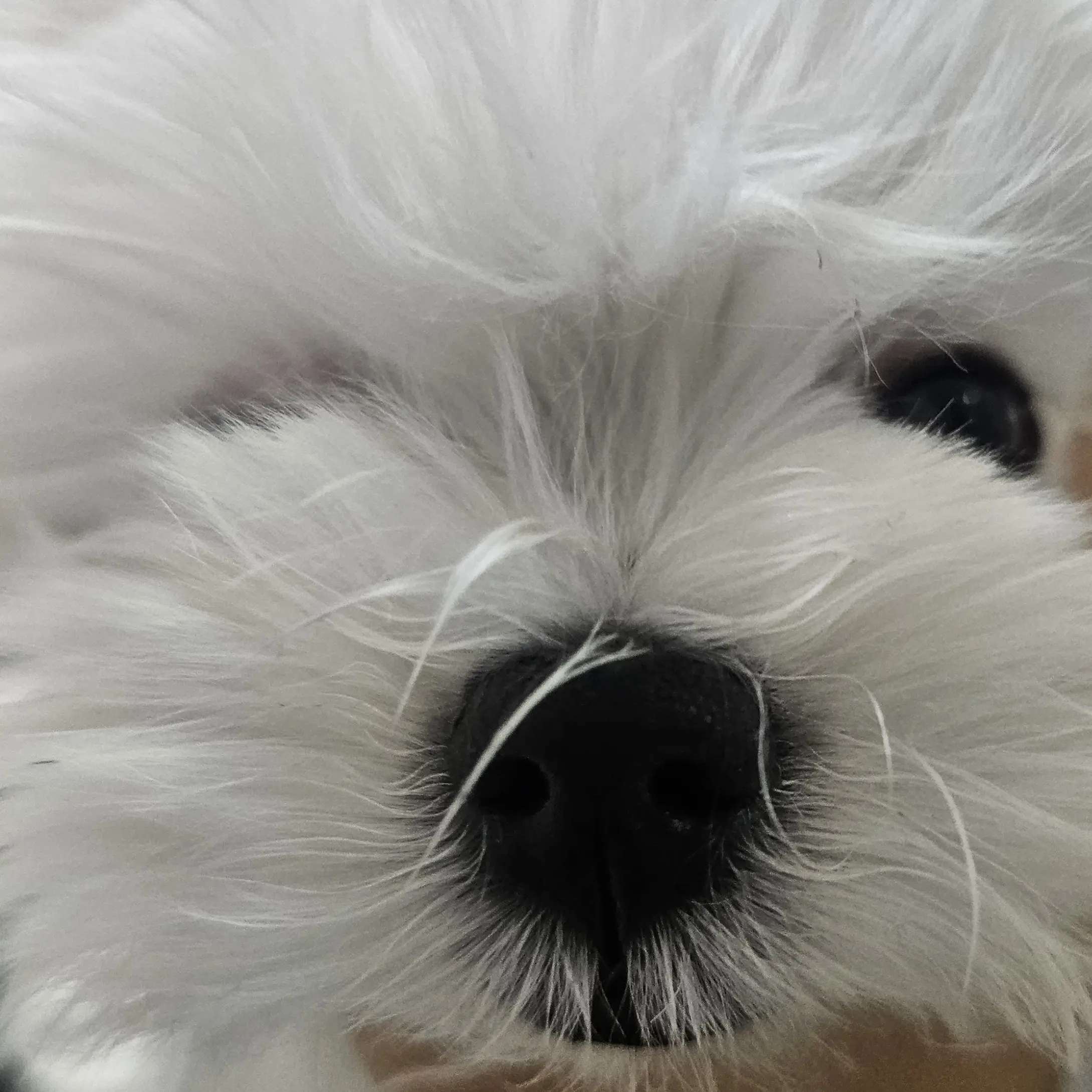 Hello1의 콩이는 강쥐