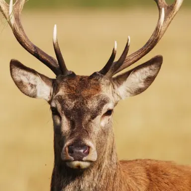 Profile image of 사슴