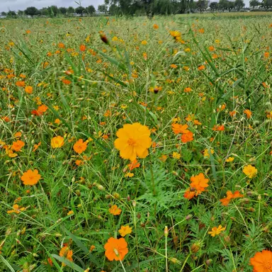 Profile image of 슈가