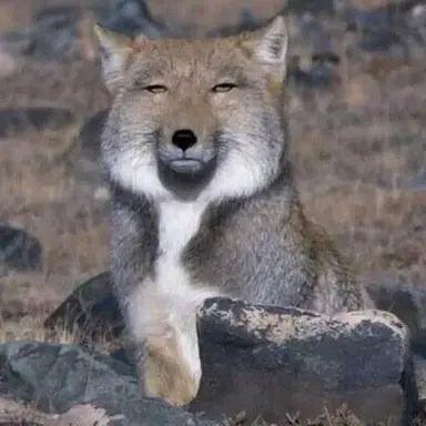 Profile image of 늑대