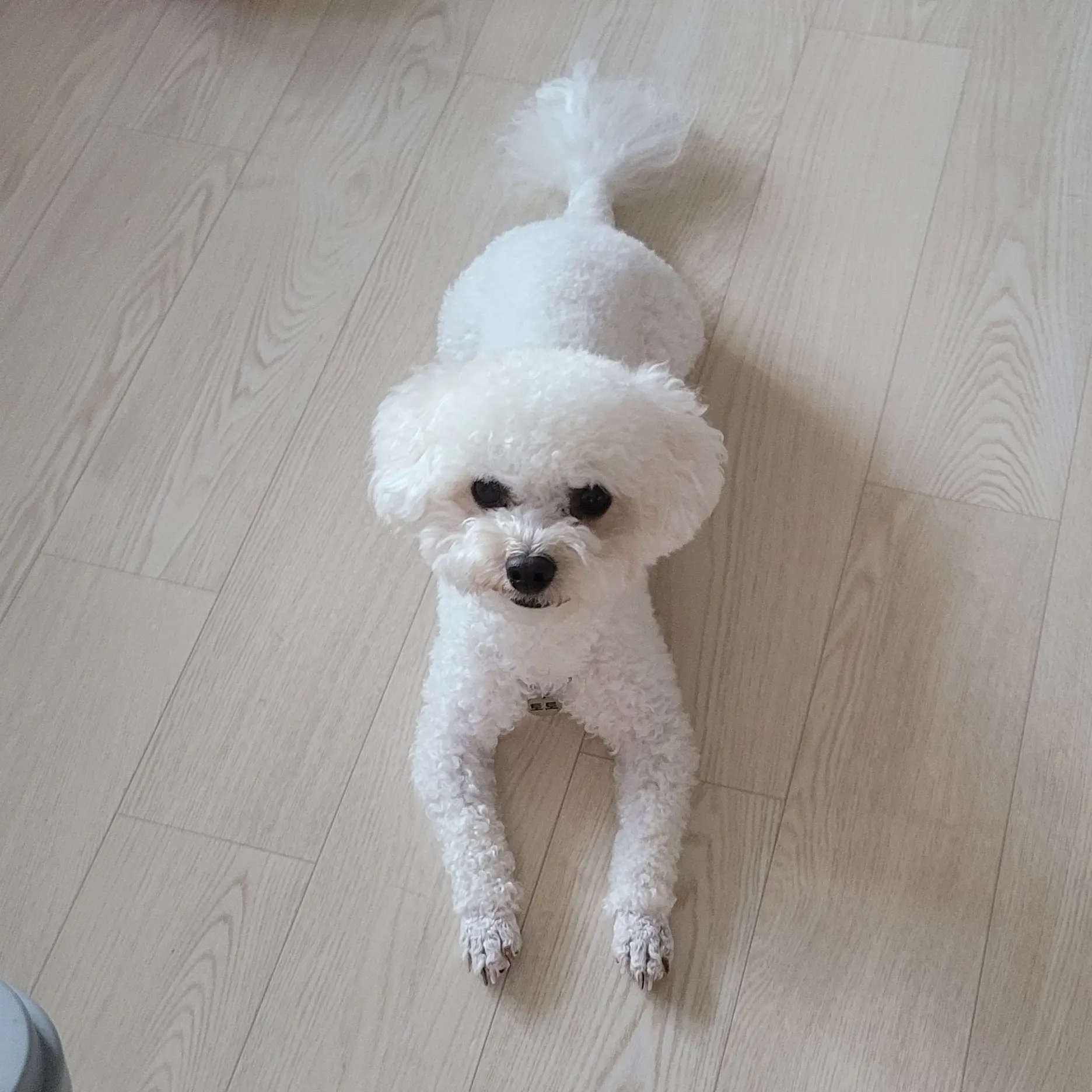 Only_Dream의 개졸귀 토토와 산책하기!