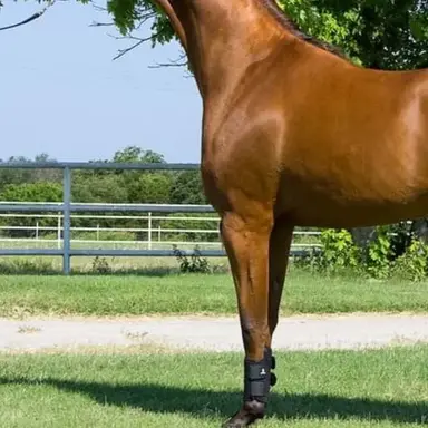 Profile image of Horse Breeding Farm