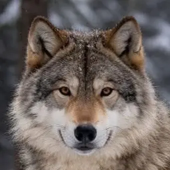 Profile image of 늑대