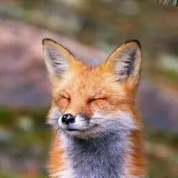 Profile image of 여우