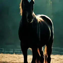 VagueAlarm4613의 Horse breeding Barn