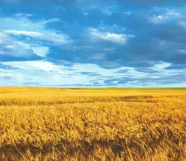 Profile image of Ukraine