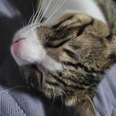 Profile image of Buriko