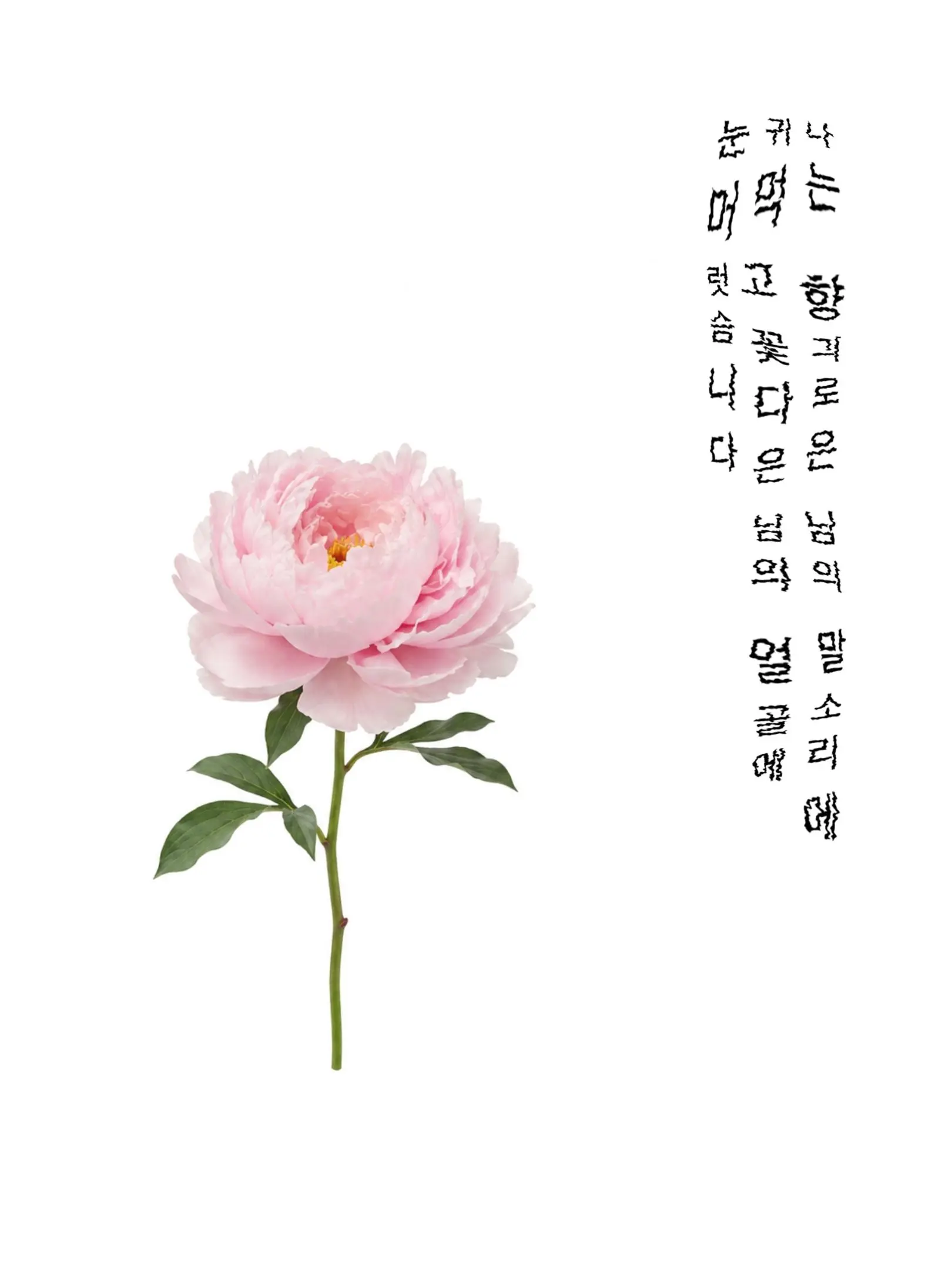Sharp7942의 갈팡질팡