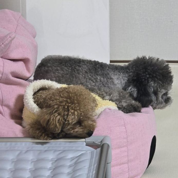 선도부 평학 대표 이미지