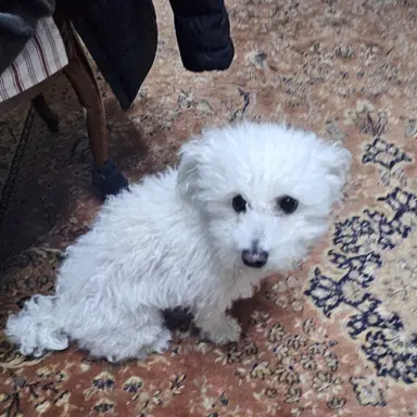 Profile image of 이하라