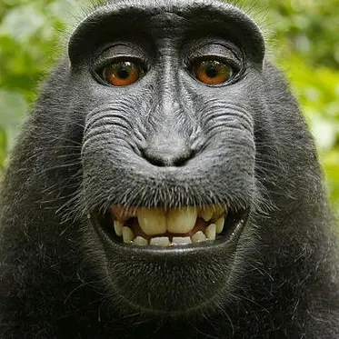 Profile image of 猿島 ウキキ