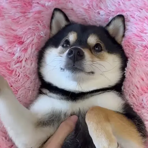 KamimuraHina의 はるくん