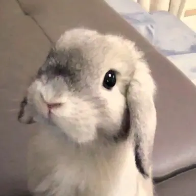 Profile image of 원영