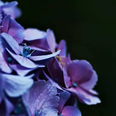 Profile image of 若井滉斗