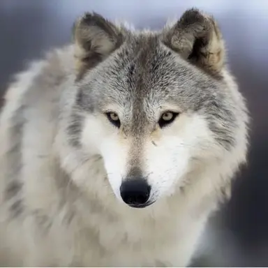 Profile image of 늑대