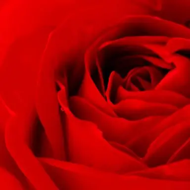 Profile image of SnowMan