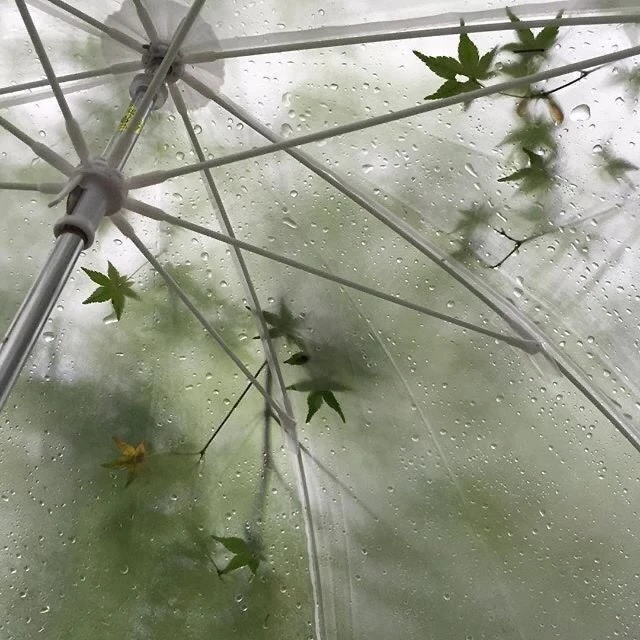 정공룡