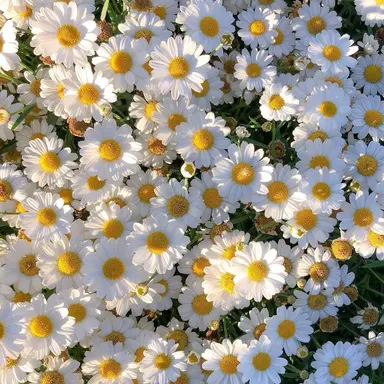 Profile image of 루이쨘