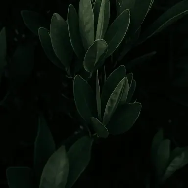 Profile image of 秦武玄