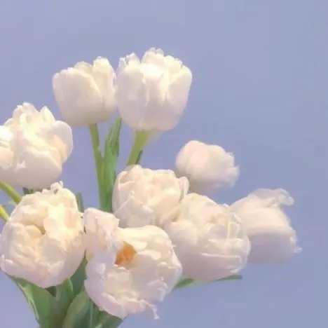 BrightOwl3975의 개인용