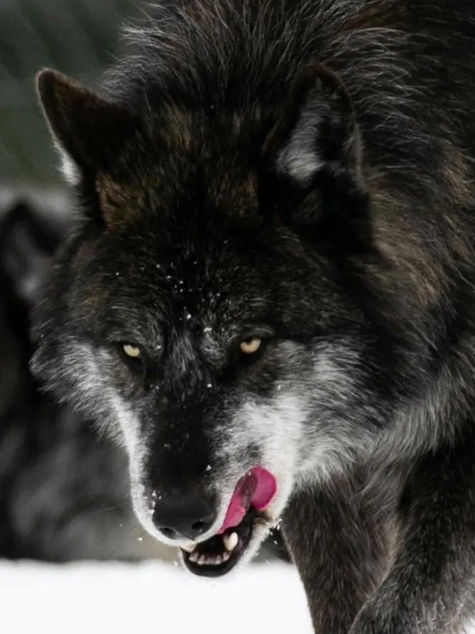 RipeDress1178의 醜い俺を、見ないでくれっ！